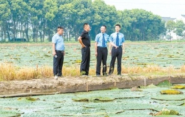 81畝農(nóng)用地又現(xiàn)雞頭米飄香